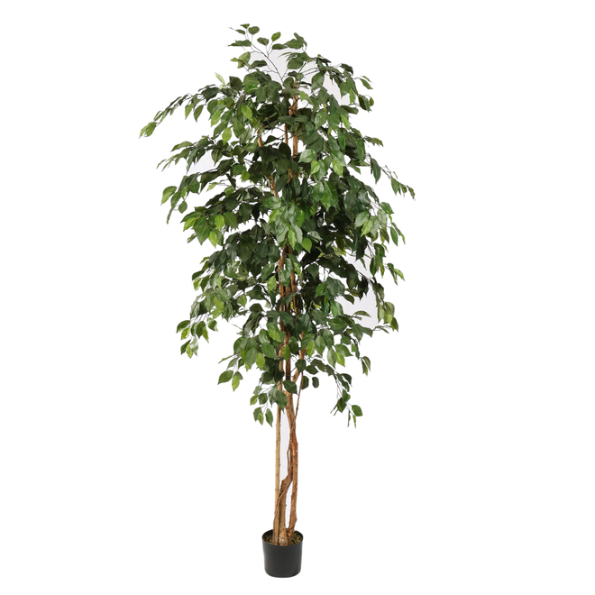 Kunstplant Ficus basic (210 cm)