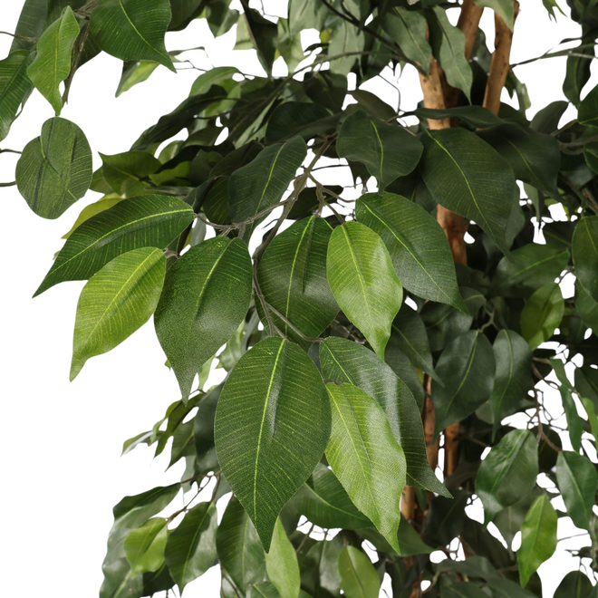 Kunstplant Ficus basic (210 cm)
