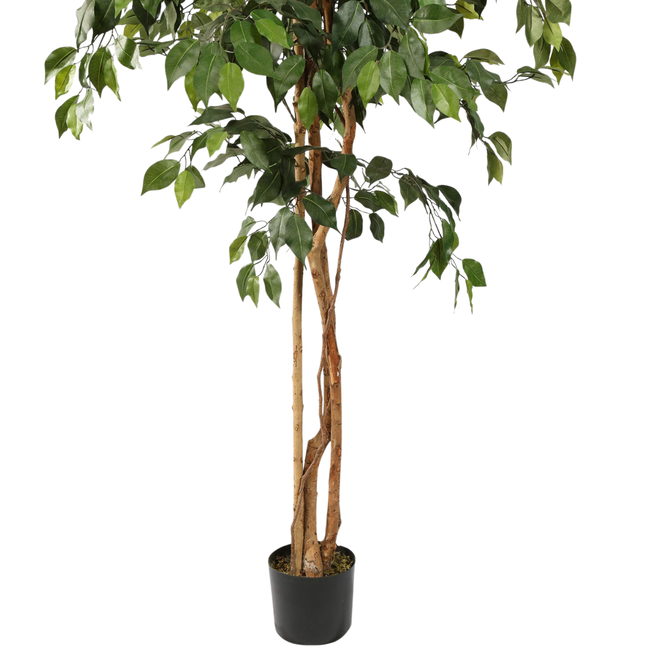 Kunstplant Ficus basic (210 cm)
