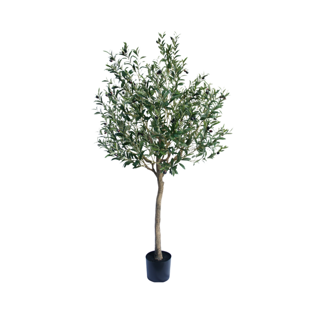 Olive tree | 180cm