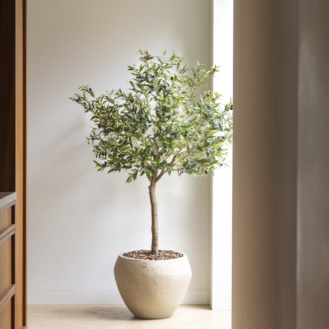 Olive tree | 180cm