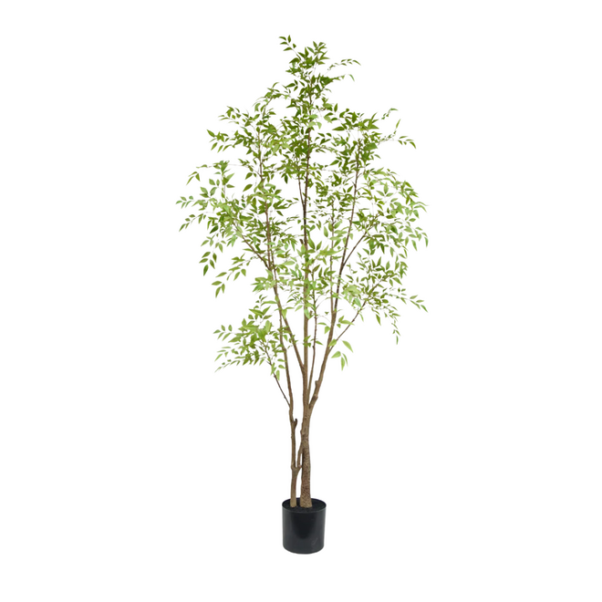 Nandina tree | 210cm