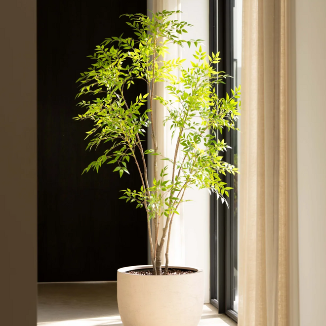 Nandina tree | 210cm
