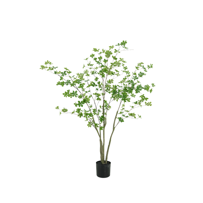 Enkianthus tree | 150cm