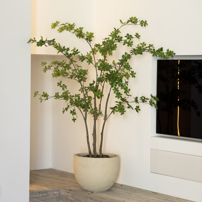 Enkianthus tree | 150cm