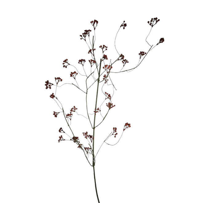 Rozenbottel | XL | Rood | 150cm