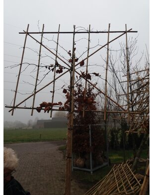 Leibeuk groen | Fagus sylvatica