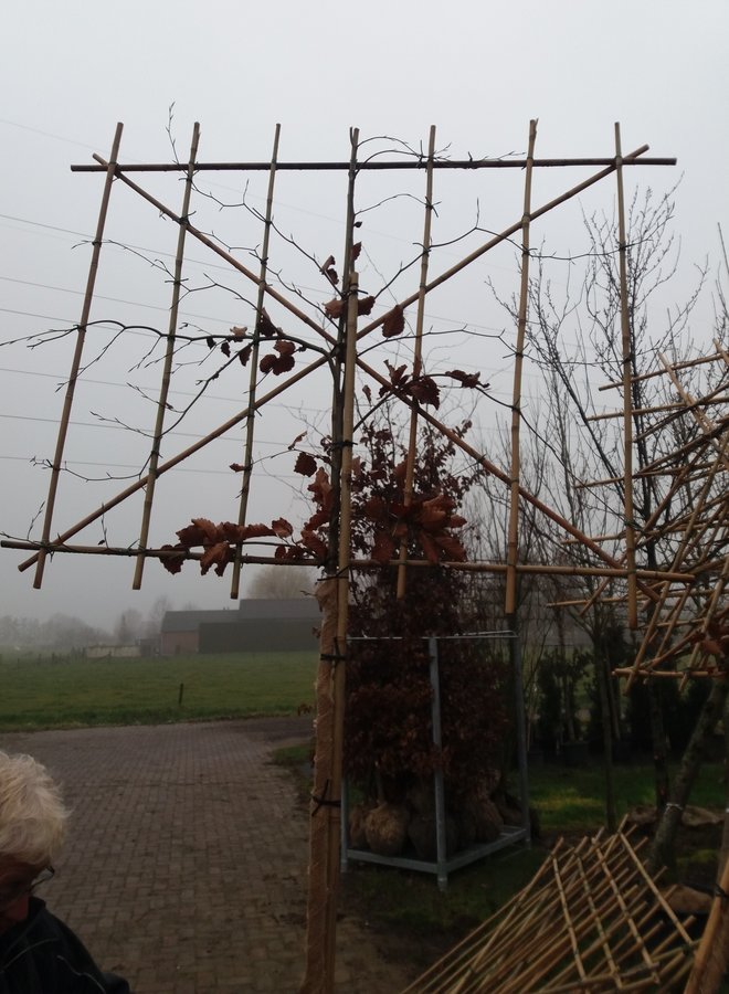 Leibeuk groen als leiboom | Fagus sylvatica