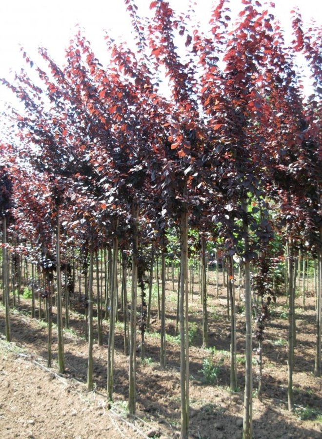Leisierpruim | Prunus cerasifera Nigra