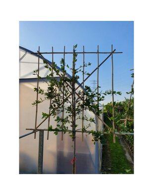 Steeneik als leiboom  | Lei-Quercus Ilex