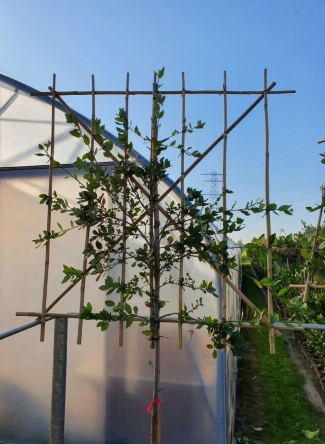 Steeneik als leiboom  | Lei-Quercus Ilex