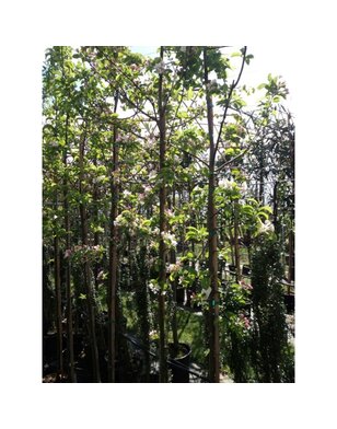 Sierappel | Malus Red Sentinel