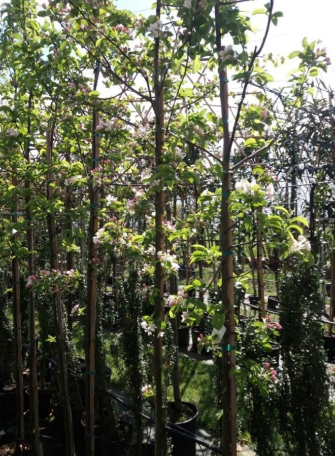 Sierappel | Malus Red Sentinel