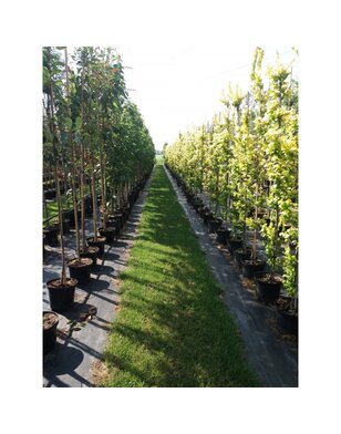 Goudiep | Ulmus hollandica Wredei | zuilboom