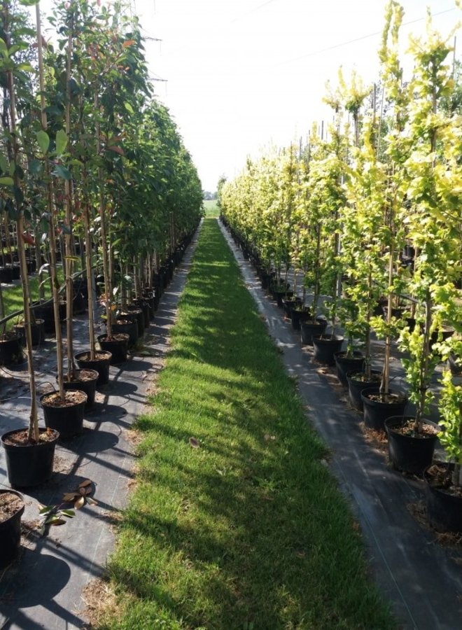 Goudiep | Ulmus hollandica Wredei | zuilboom