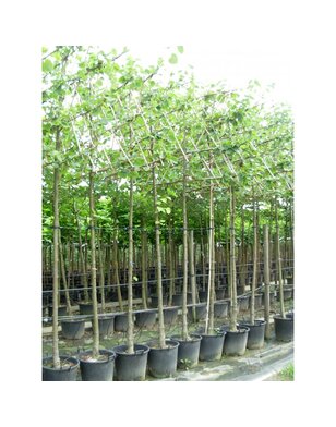 Leilinde | Tilia europea Pallida