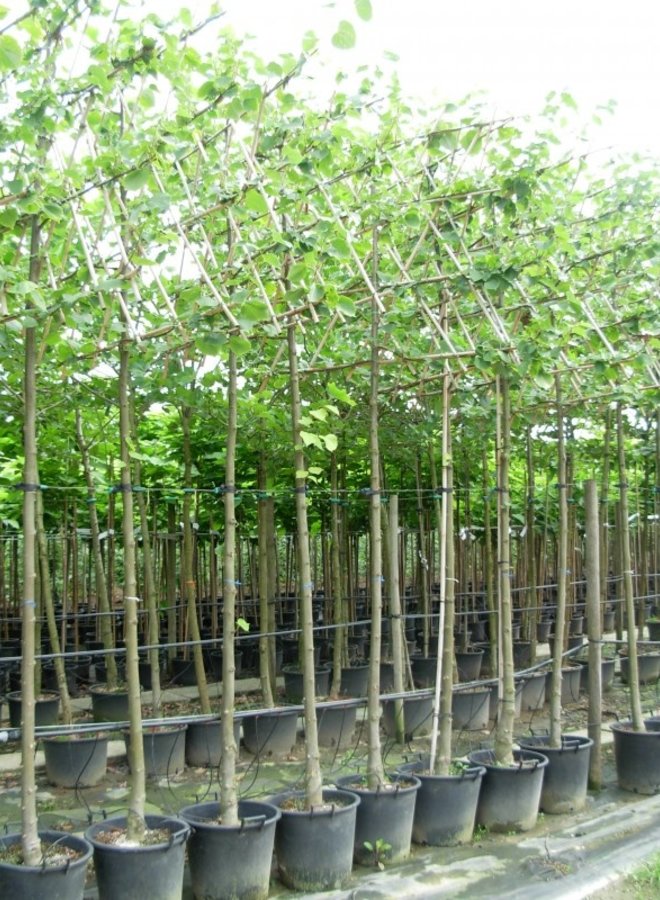 Leilinde | Tilia europea Pallida