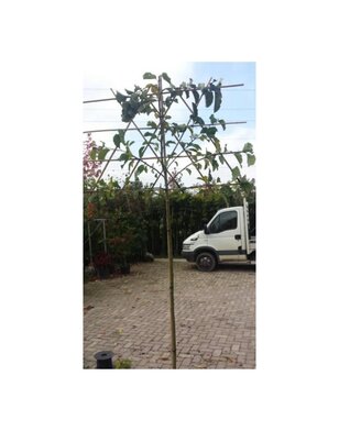 Leimagnolia | Magnolia Kobus