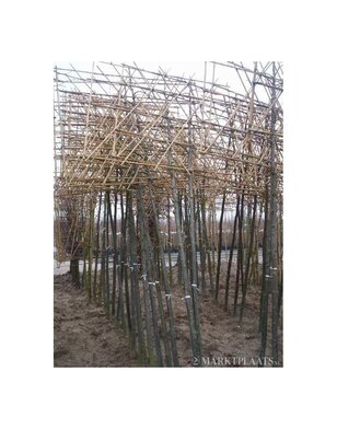 Luisvrije linde als leiboom | Tilia platyphyllos