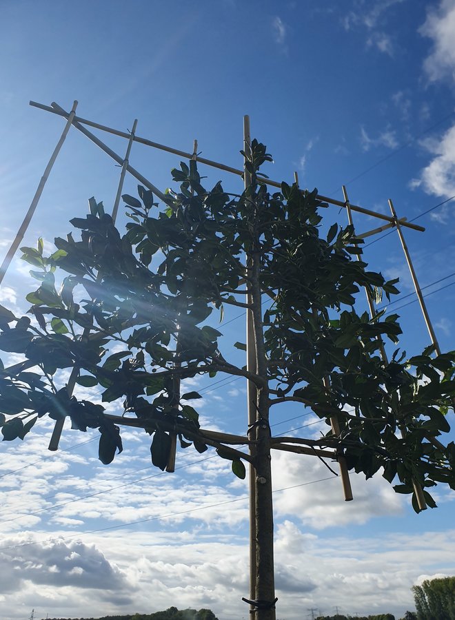 Leihulst | Ilex Blue Maid