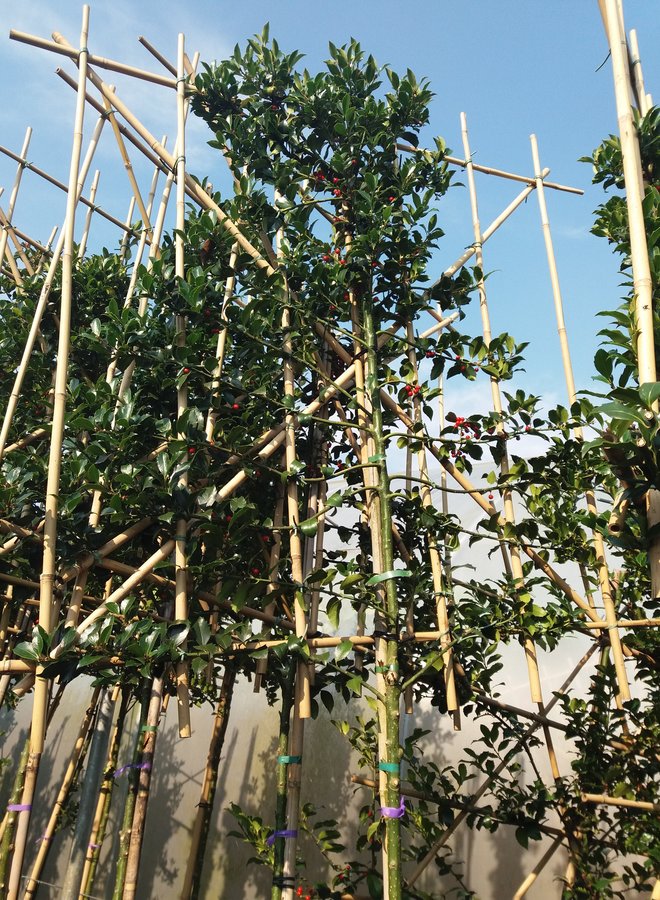 Leihulst | Ilex Blue Maid