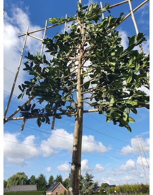 Leihulst | Ilex Blue Maid