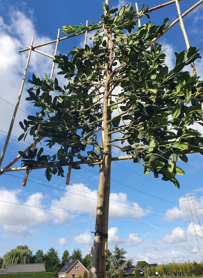 Leihulst | Ilex Blue Maid