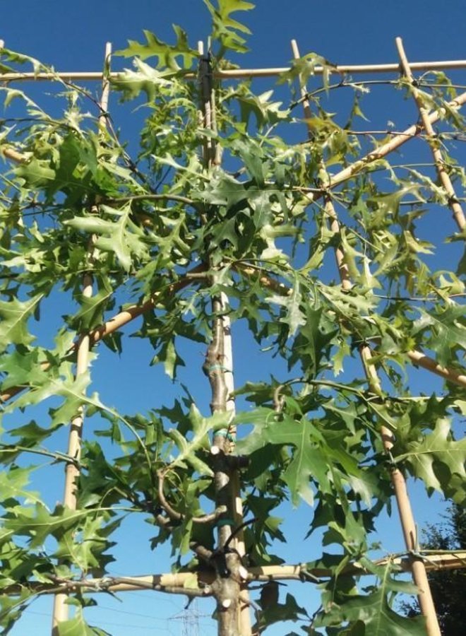 Lei-moeraseik  | Quercus Palustris | leiboom