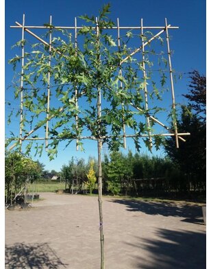 Lei-moeraseik  | Quercus Palustris | leiboom