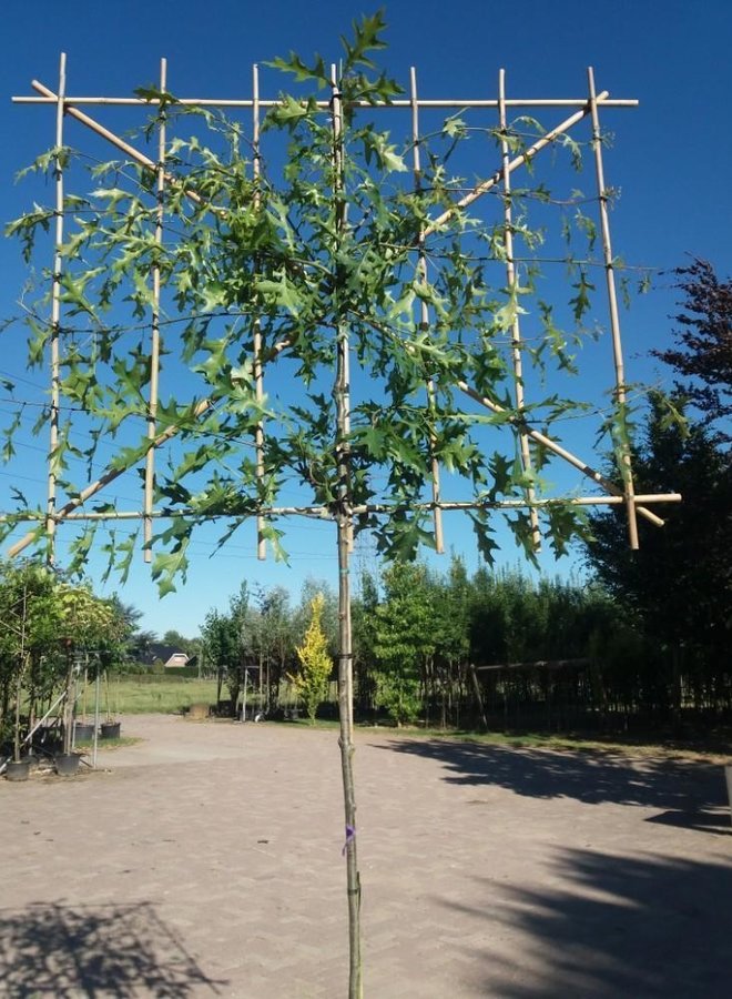 Lei-moeraseik  | Quercus Palustris | leiboom