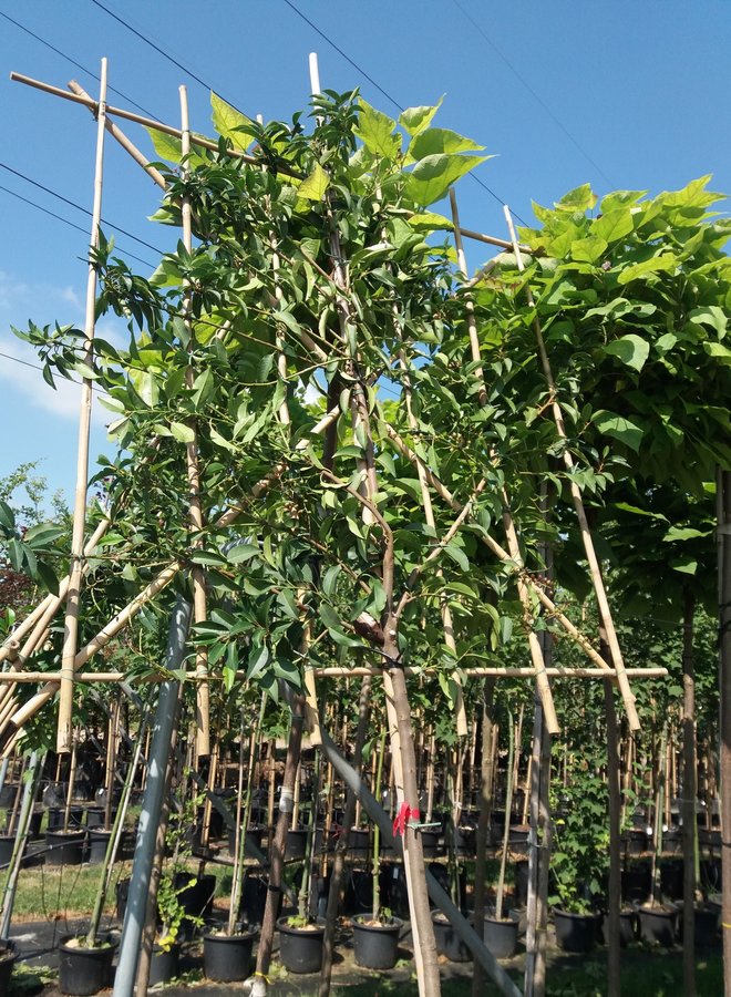 Portugese laurier als leiboom | Prunus lusitanica Angustifolia