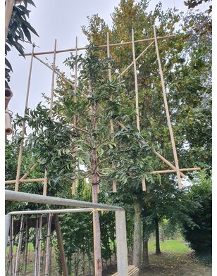 Portugese laurier als leiboom | Prunus lusitanica Angustifolia