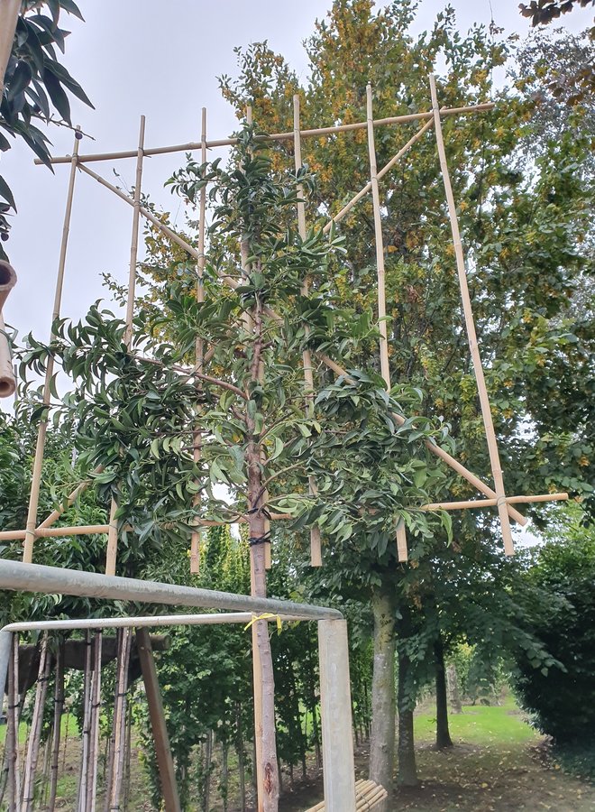 Portugese laurier als leiboom | Prunus lusitanica Angustifolia