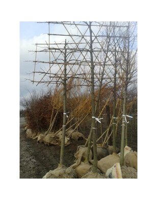 Leilinde | Tilia europea Pallida - in pot