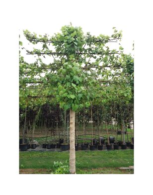 Leilinde | Tilia europea Pallida - in pot