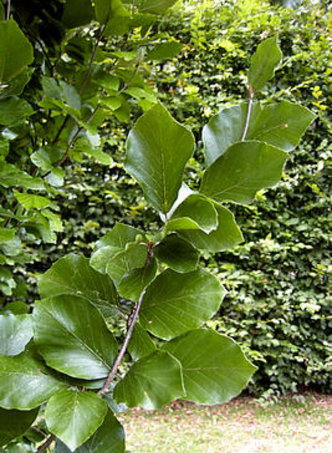 Leibeuk groen als leiboom | Fagus sylvatica