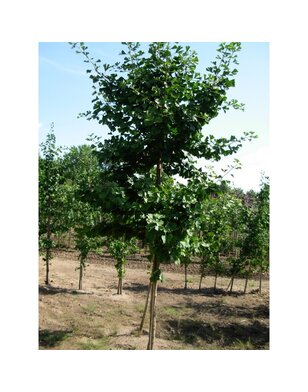Japanse notenboom | Ginkgo biloba