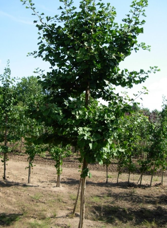 Japanse notenboom | Ginkgo biloba