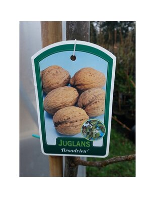 Walnoot | Juglans regia Buccaneer