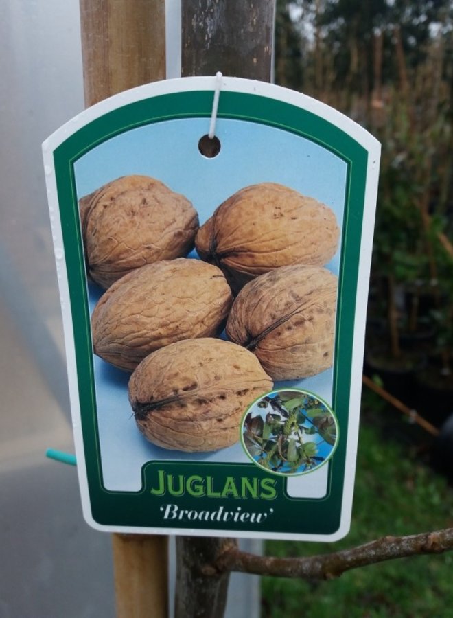 Walnoot | Juglans regia Buccaneer