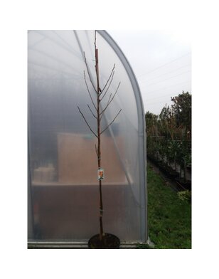 Walnoot | Juglans regia Buccaneer