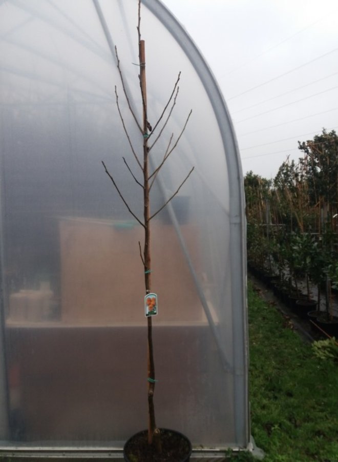 Walnoot | Juglans regia Buccaneer