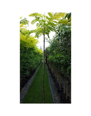 Gele Acacia | Robinia pseudoacacia Frisia