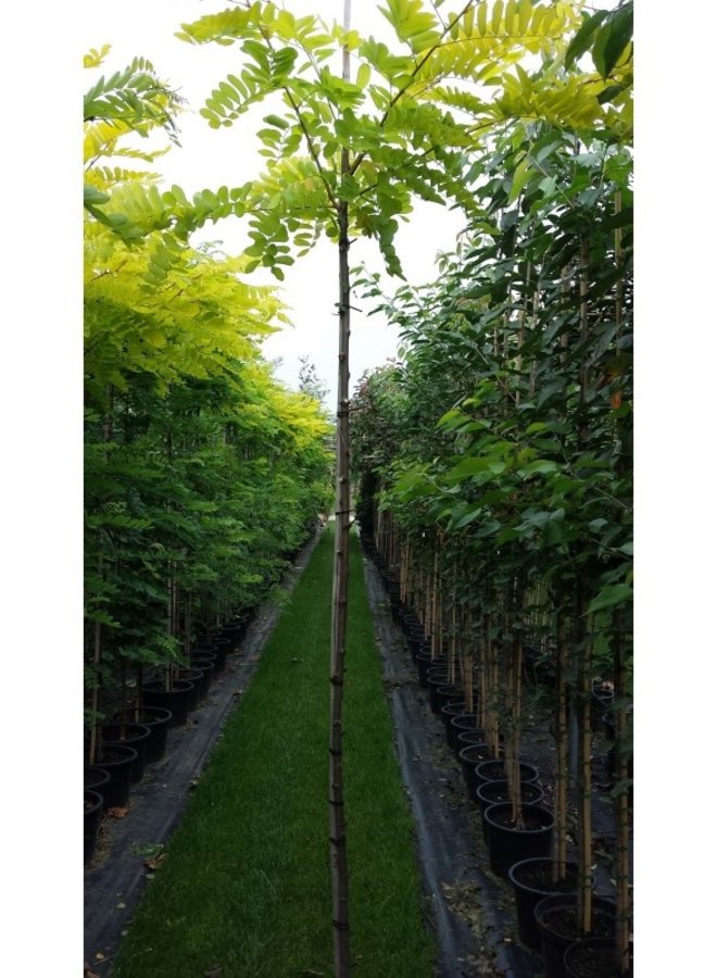 Gele Acacia | Robinia pseudoacacia Frisia