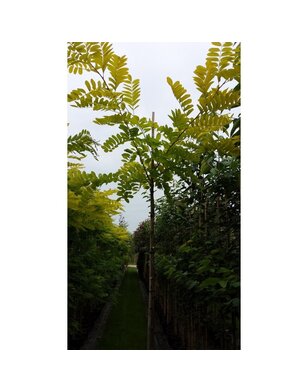 Gele Acacia | Robinia pseudoacacia Frisia