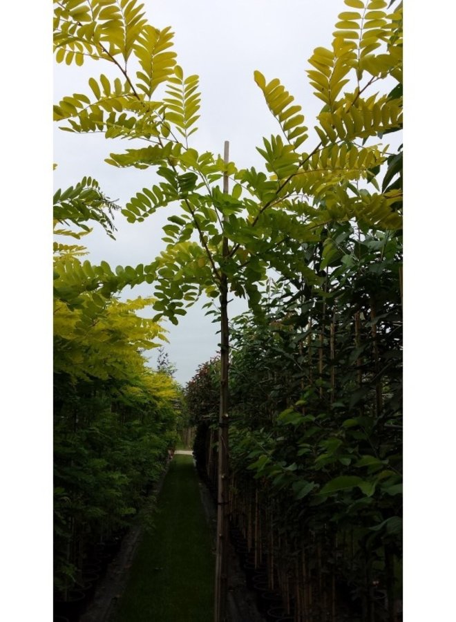 Gele Acacia | Robinia pseudoacacia Frisia