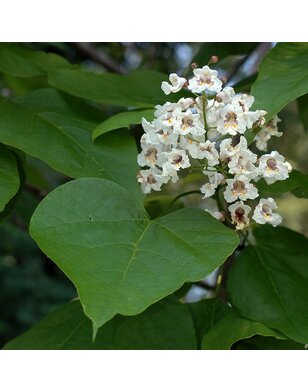 Trompetboom | Catalpa bignonioides