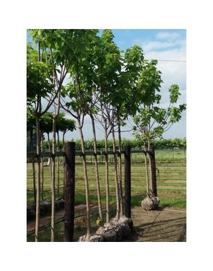 Trompetboom | Catalpa bignonioides