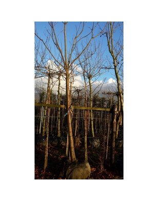 Trompetboom | Catalpa bignonioides
