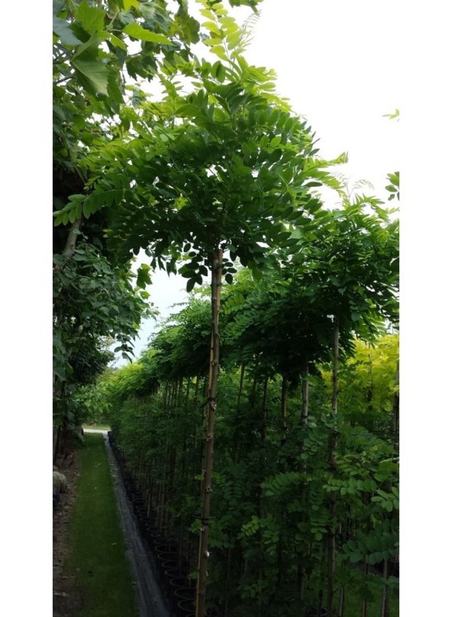 Bolacacia | Robinia pseudoacacia Umbraculifera